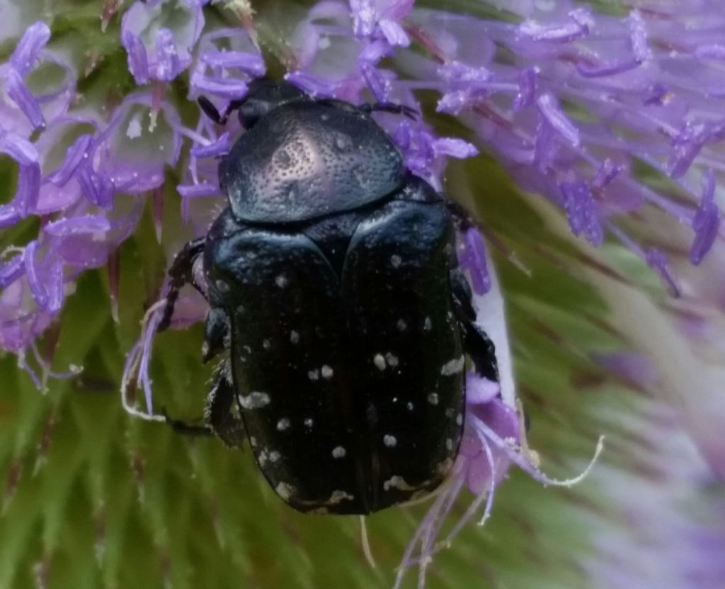 Oxythyrea funesta (Cetoniidae)